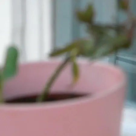 Delta Florilor