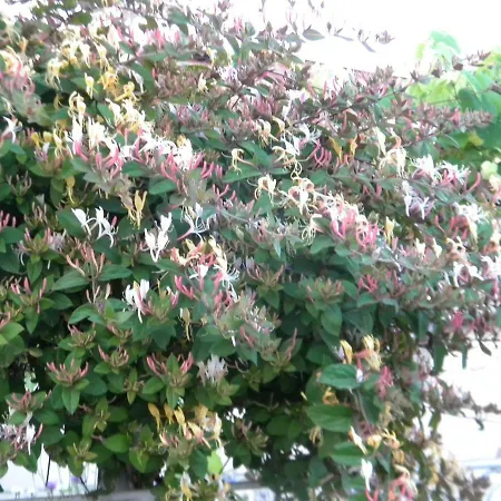 Delta Florilor Sulina