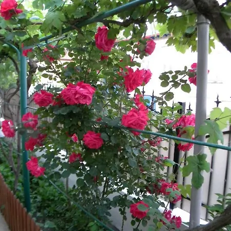 Delta Florilor Guest house *